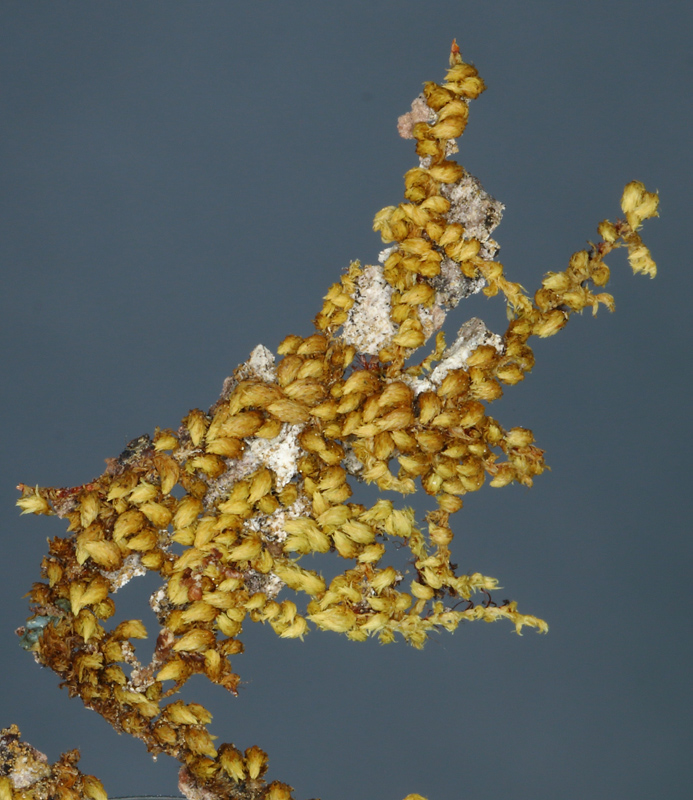 Drummondia prorepens